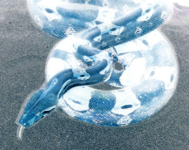 An Ethereal Looking Concept of the Boa That I Saw